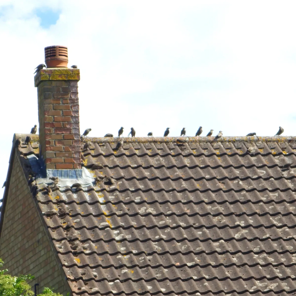 Spotted European Starling