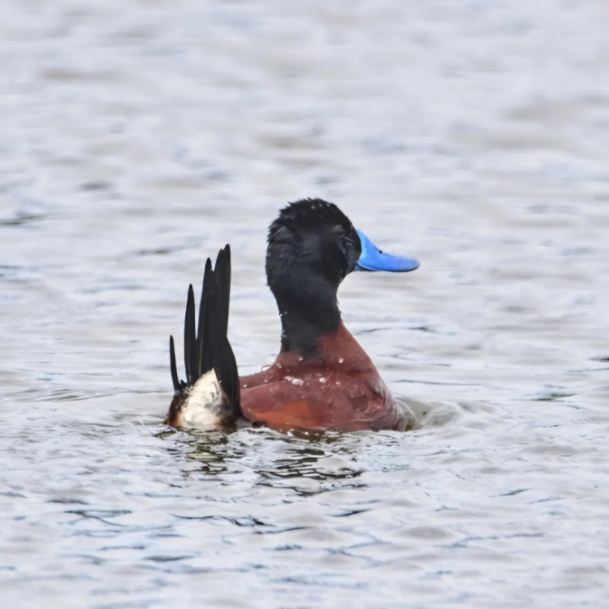 Spotted Andean Duck