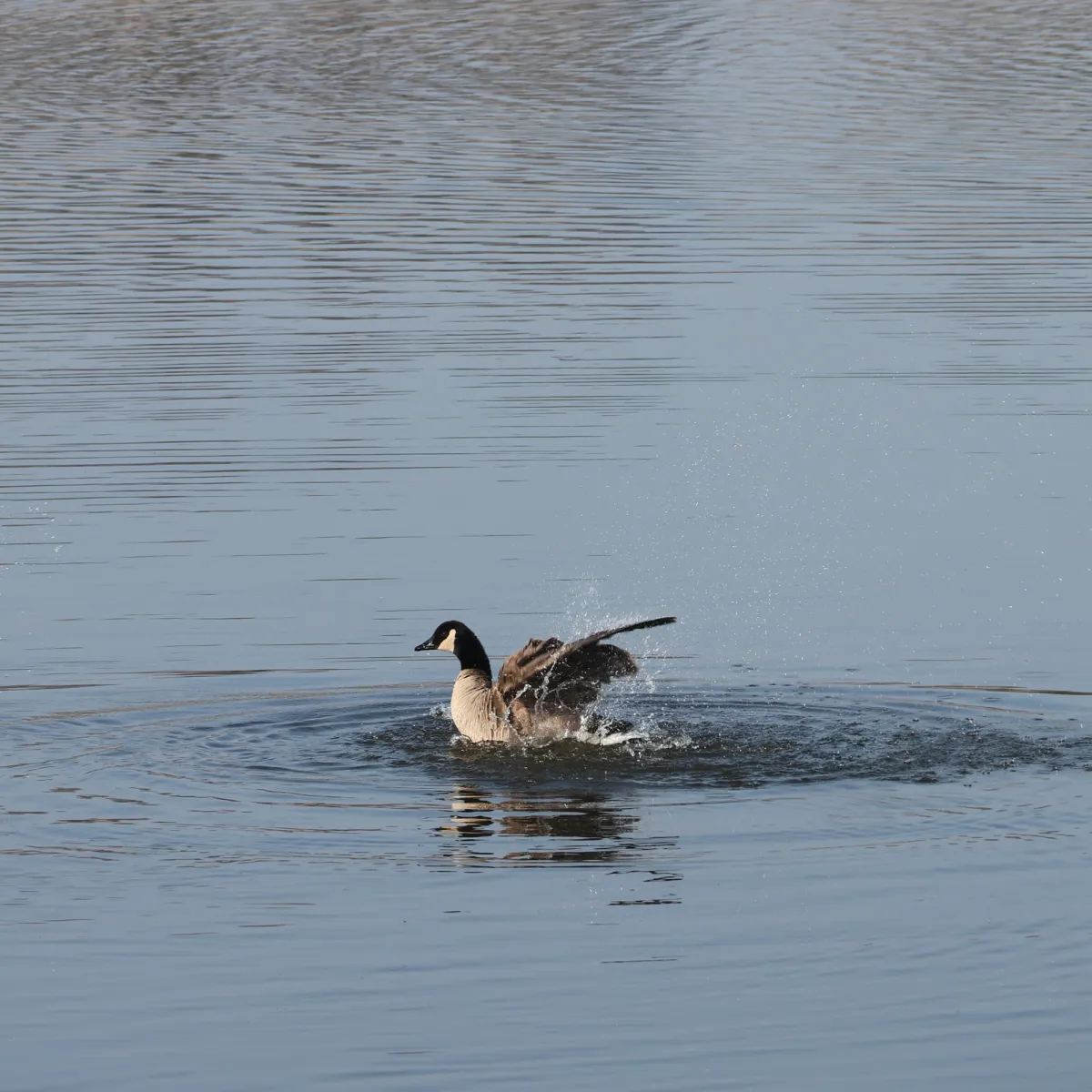 Gespotte Grote Canadese gans