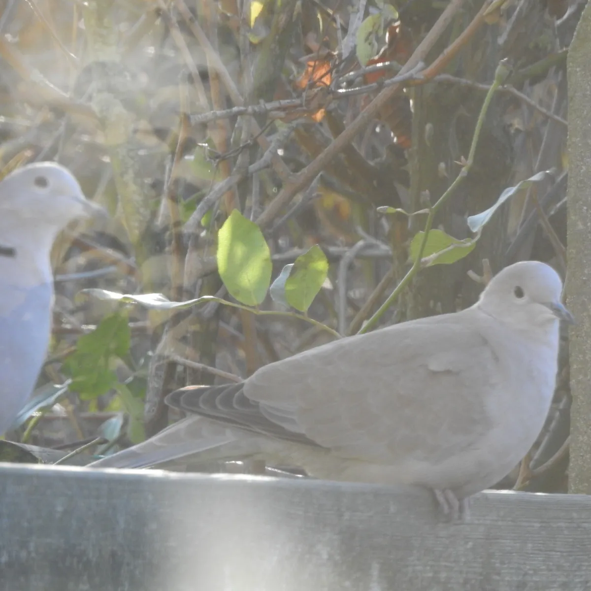 Spotted Eurasian Collared-Dove