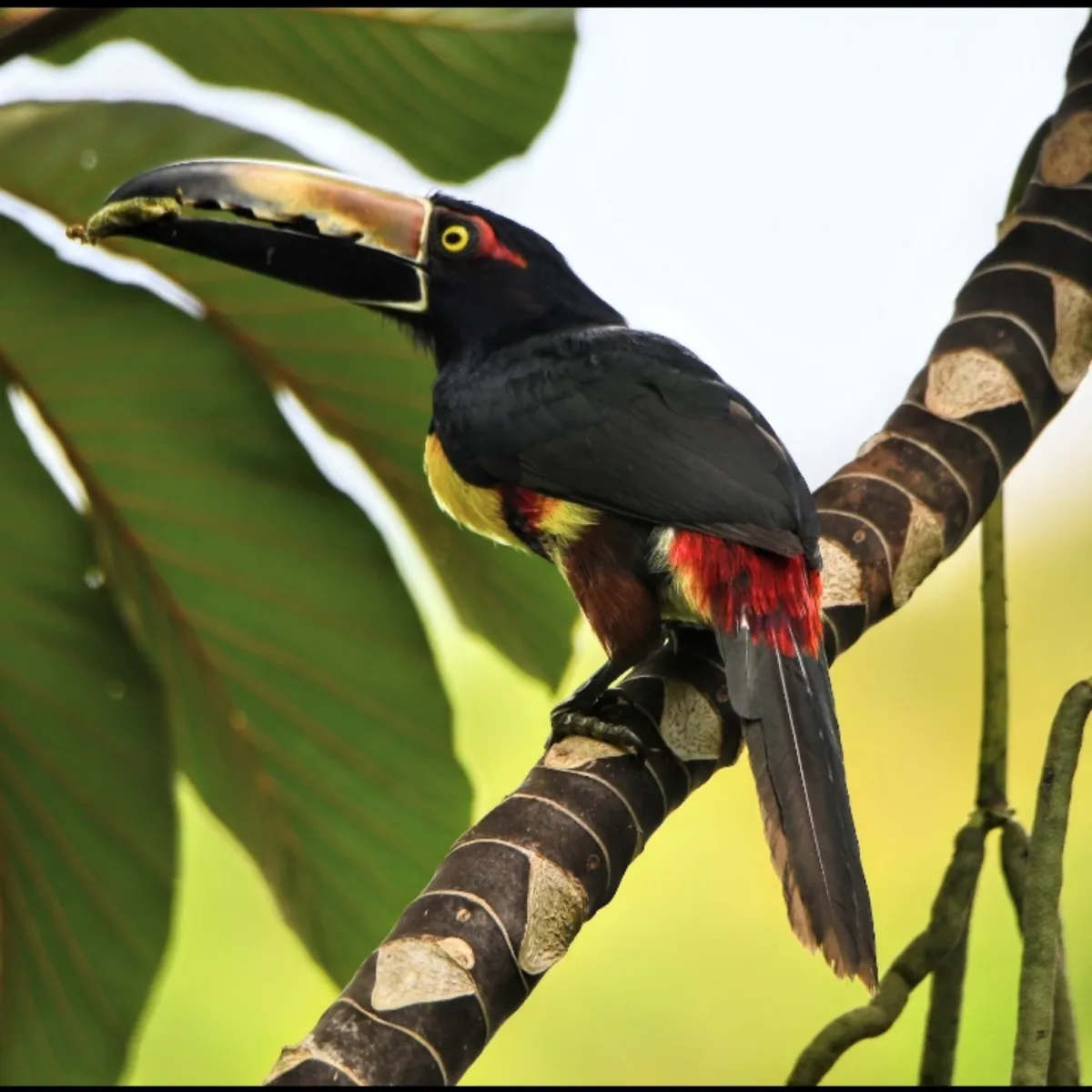 Gespotte Halsbandarassari