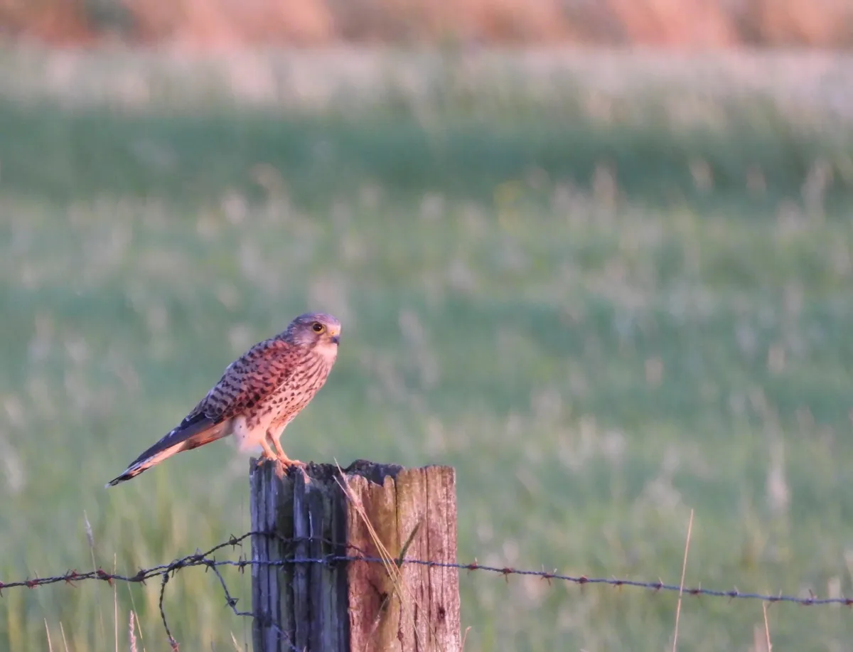 Spotted Eurasian Kestrel