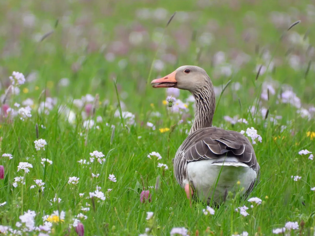 Gespotte Grauwe gans