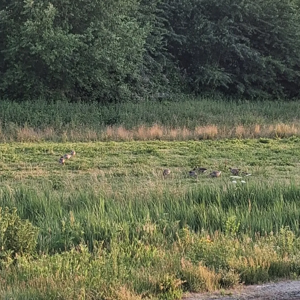 Waargenomen Grauwe gans