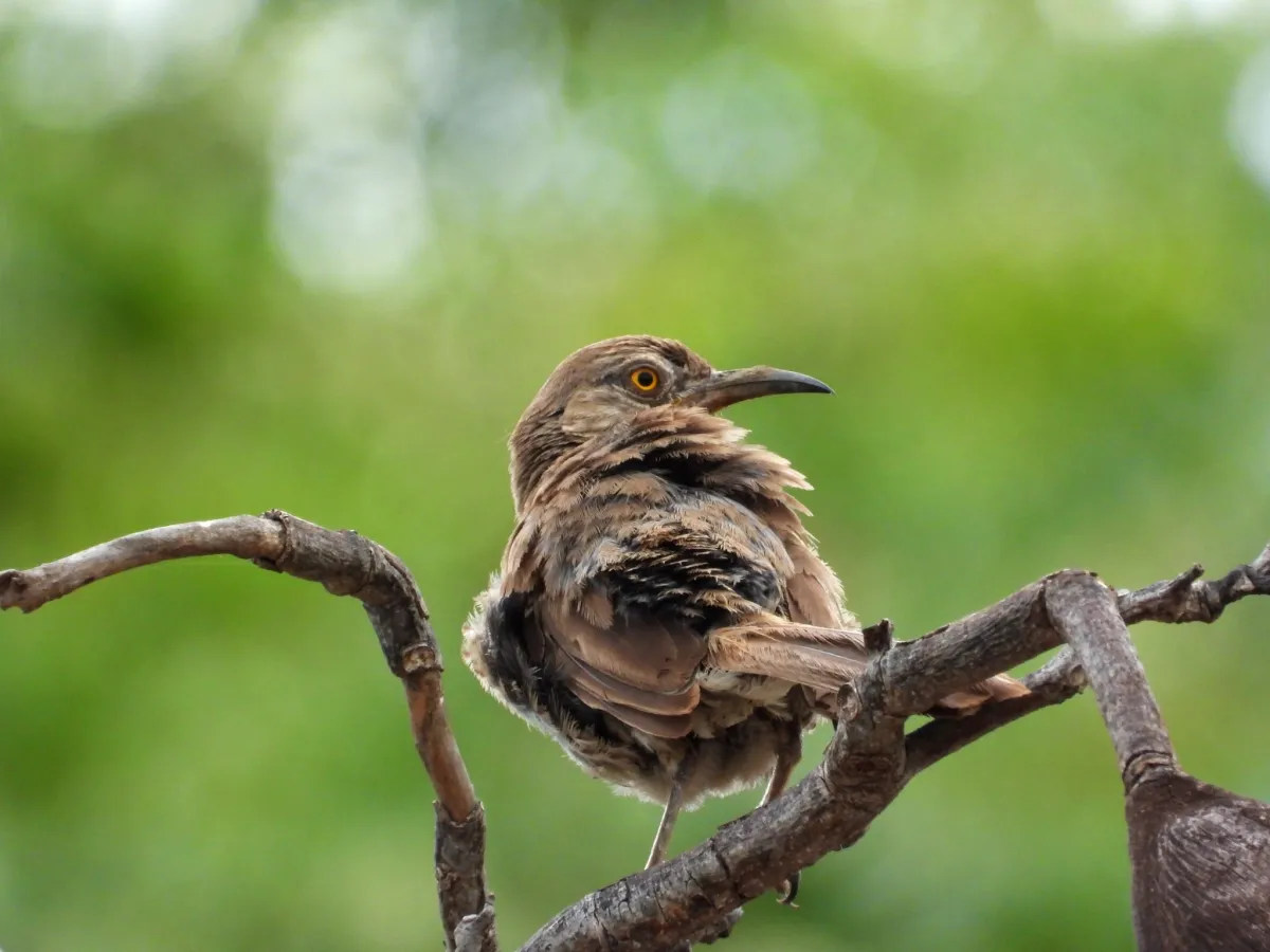Spotted Gray Thrasher