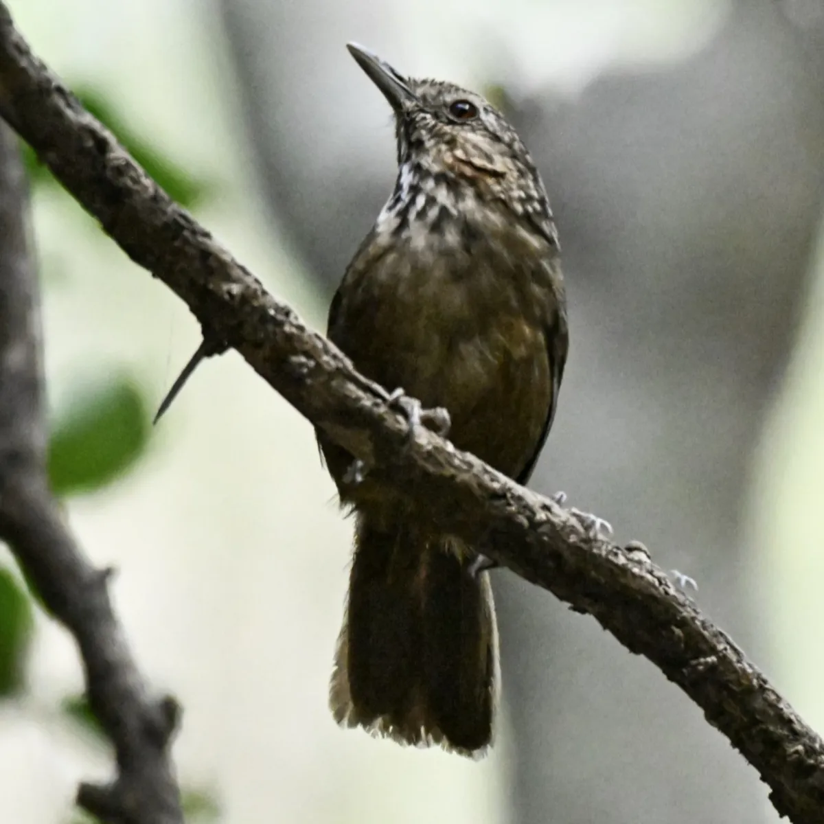 Gespotte Rosse mergelsluiptimalia
