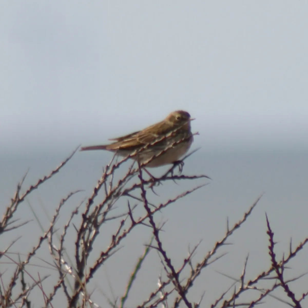 Spotted Meadow Pipit