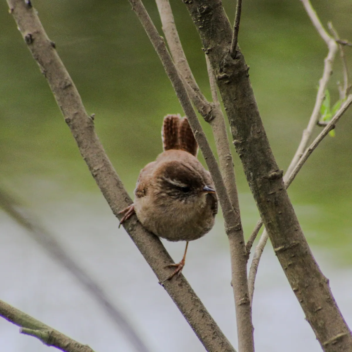Spotted Eurasian Wren