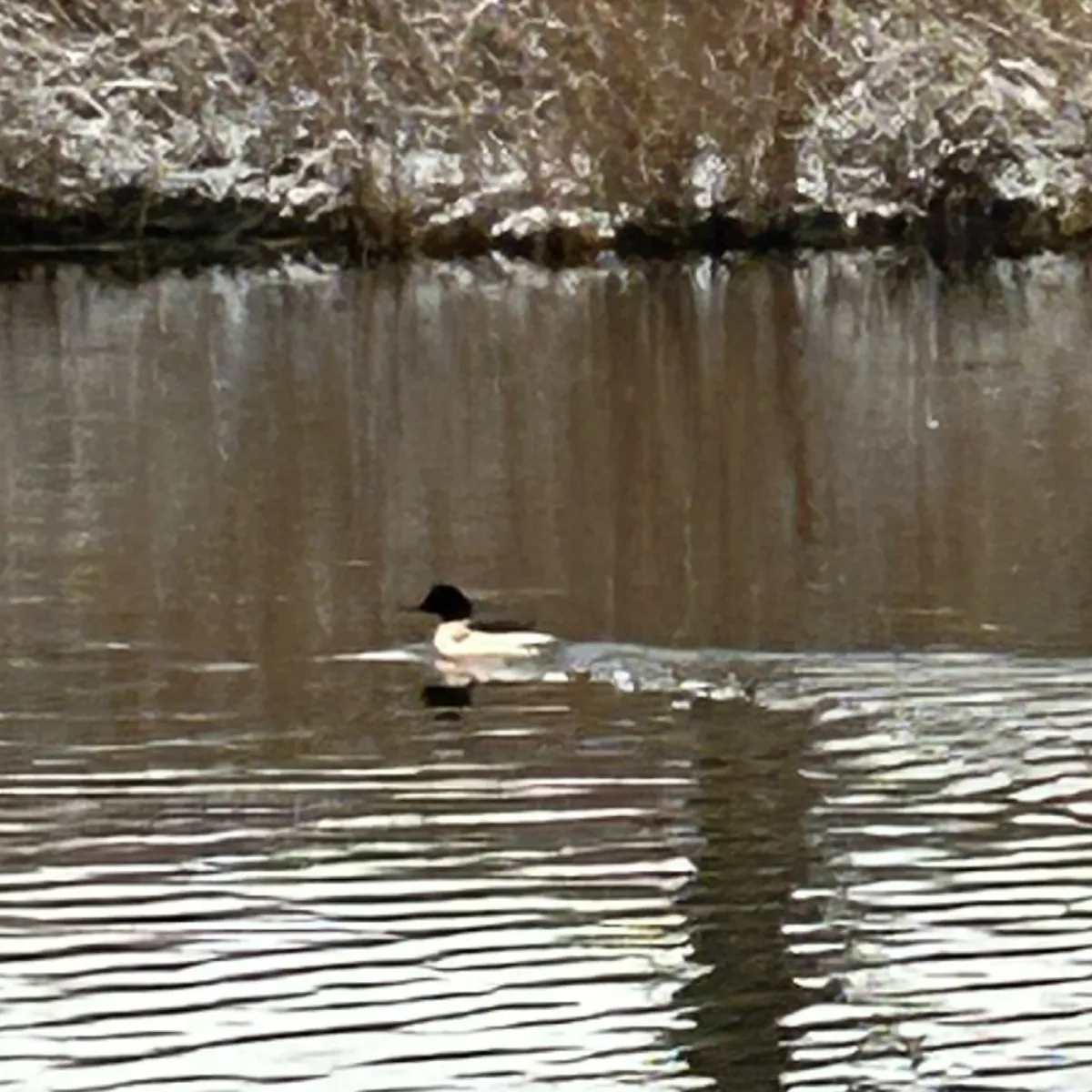 Spotted Common Merganser