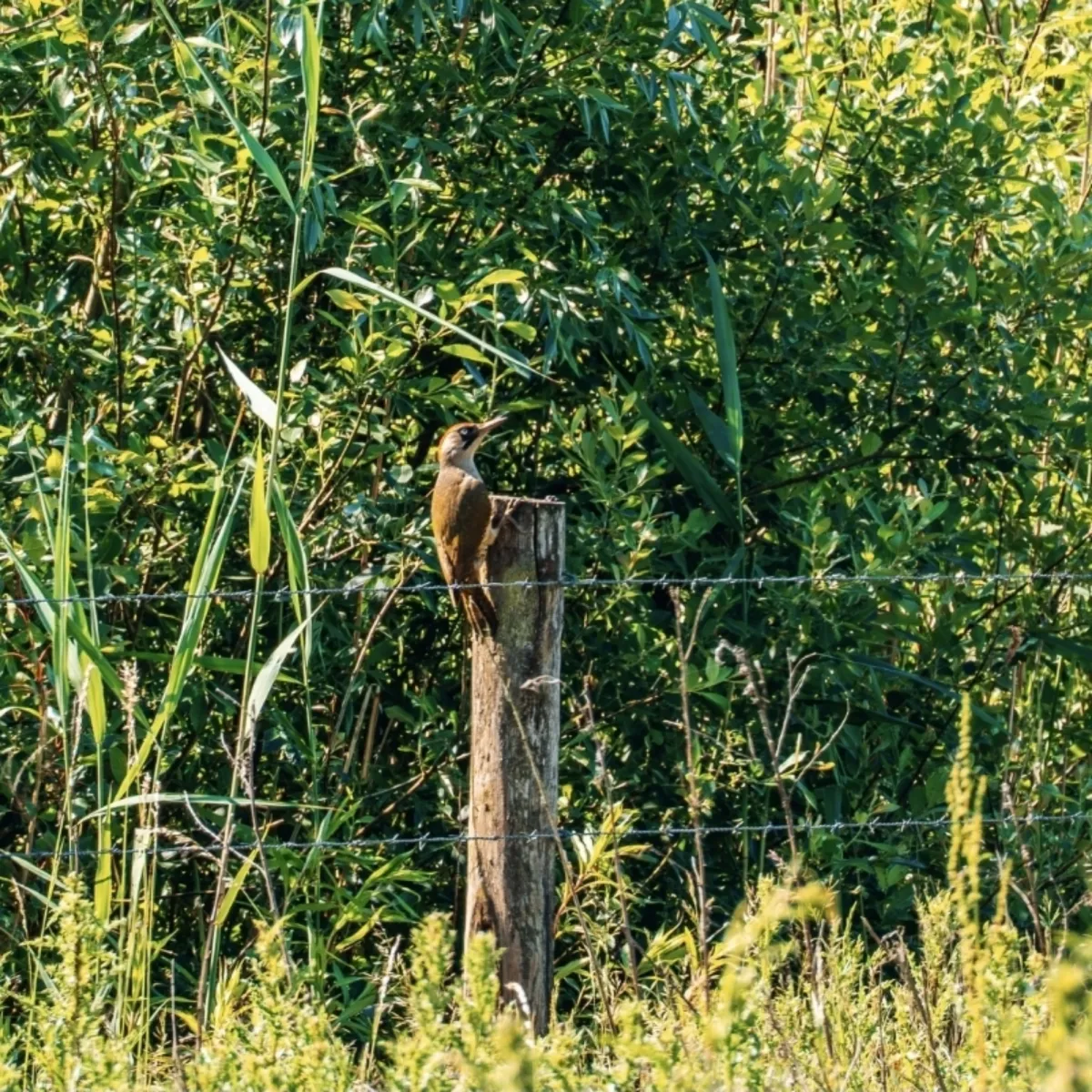 Waargenomen Groene specht