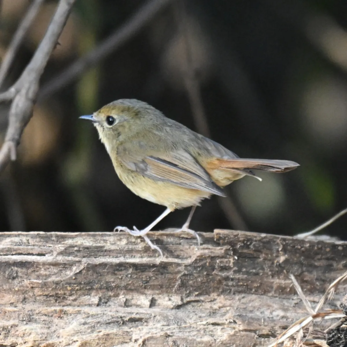 Spotted Slaty-blue Flycatcher