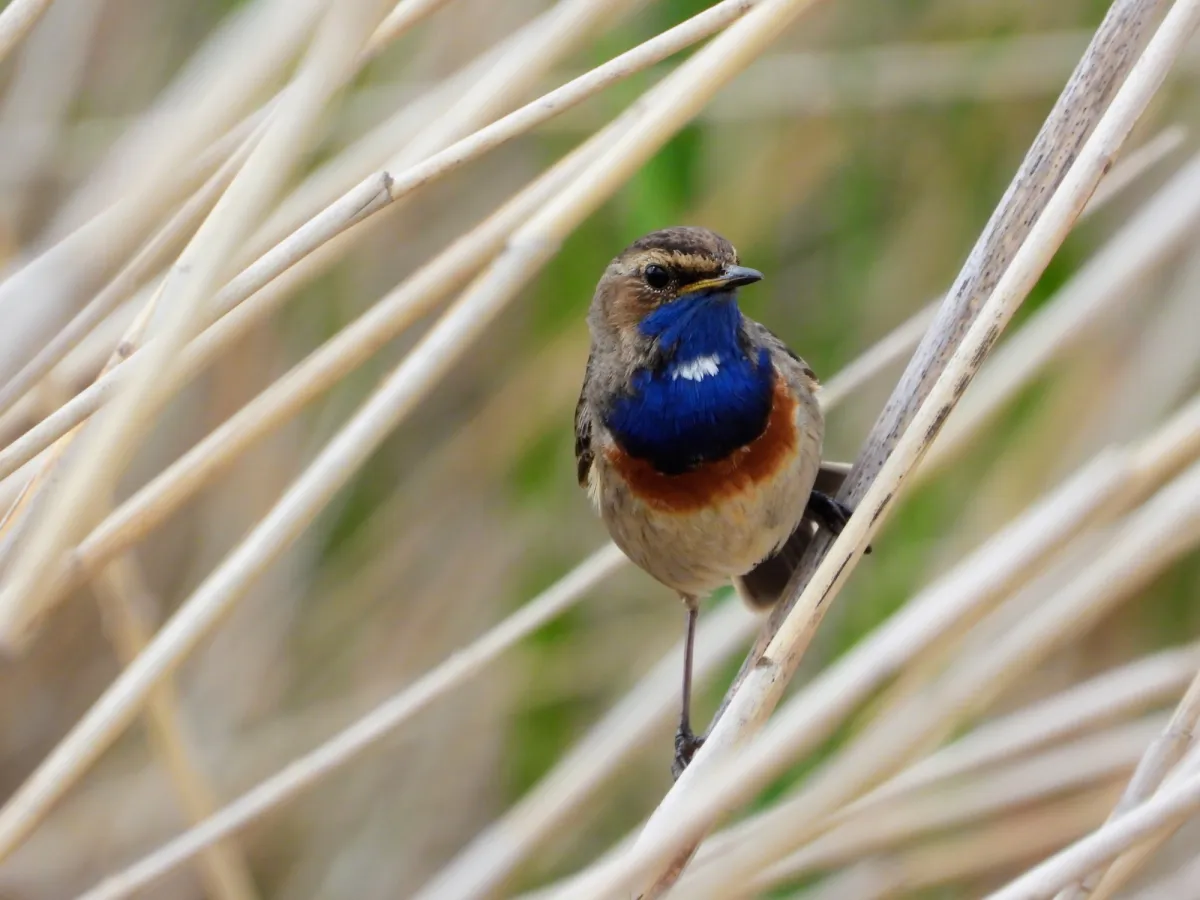 Waargenomen Blauwborst