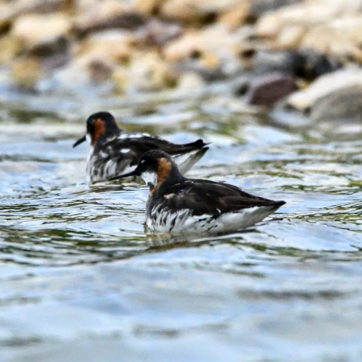 Spotted Red-necked Phalarope