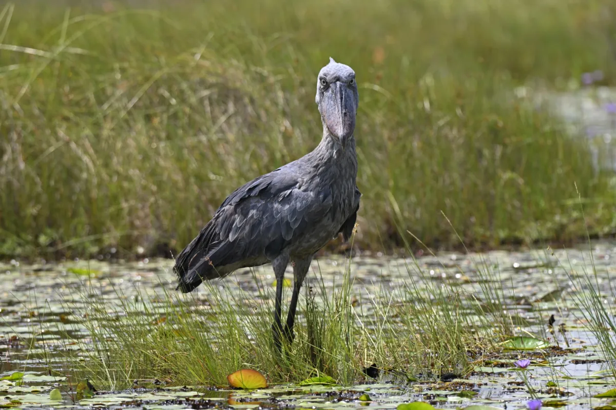 Spotted Shoebill