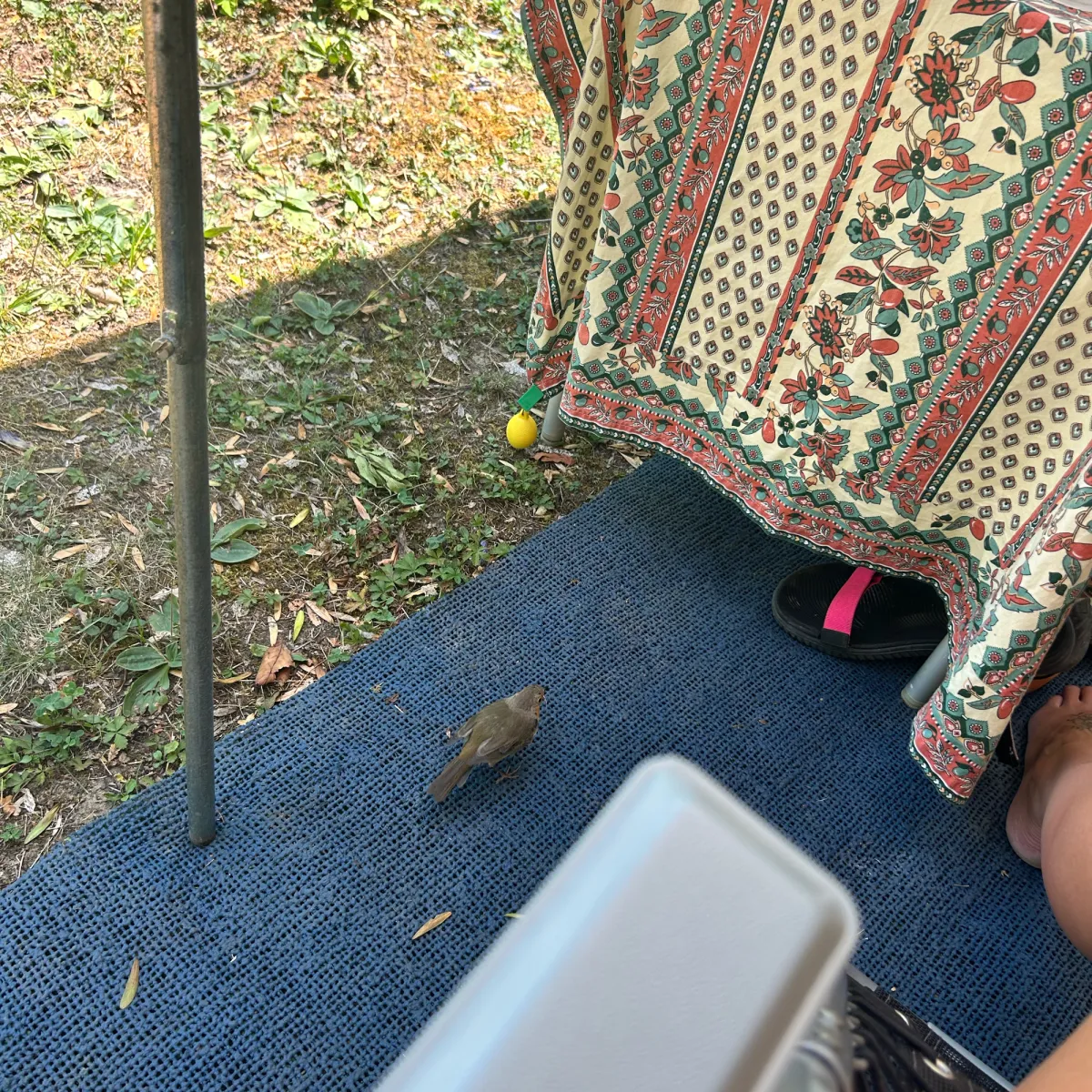 Waargenomen Roodborst