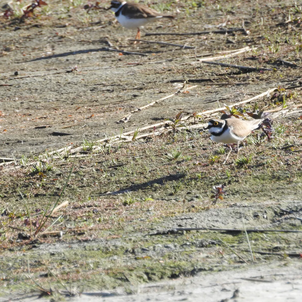 Spotted Little Ringed Plover