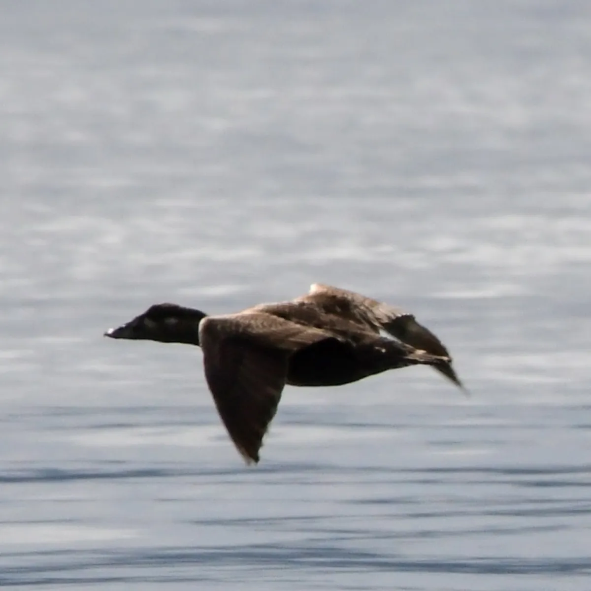 Gespotte Brilzee-eend