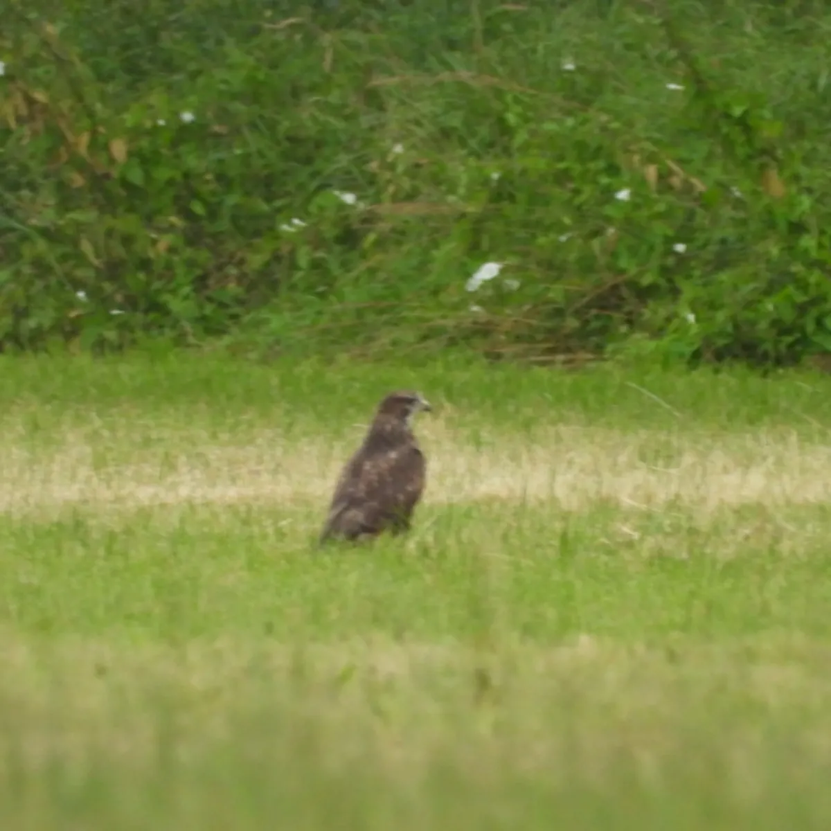 Waargenomen Buizerd