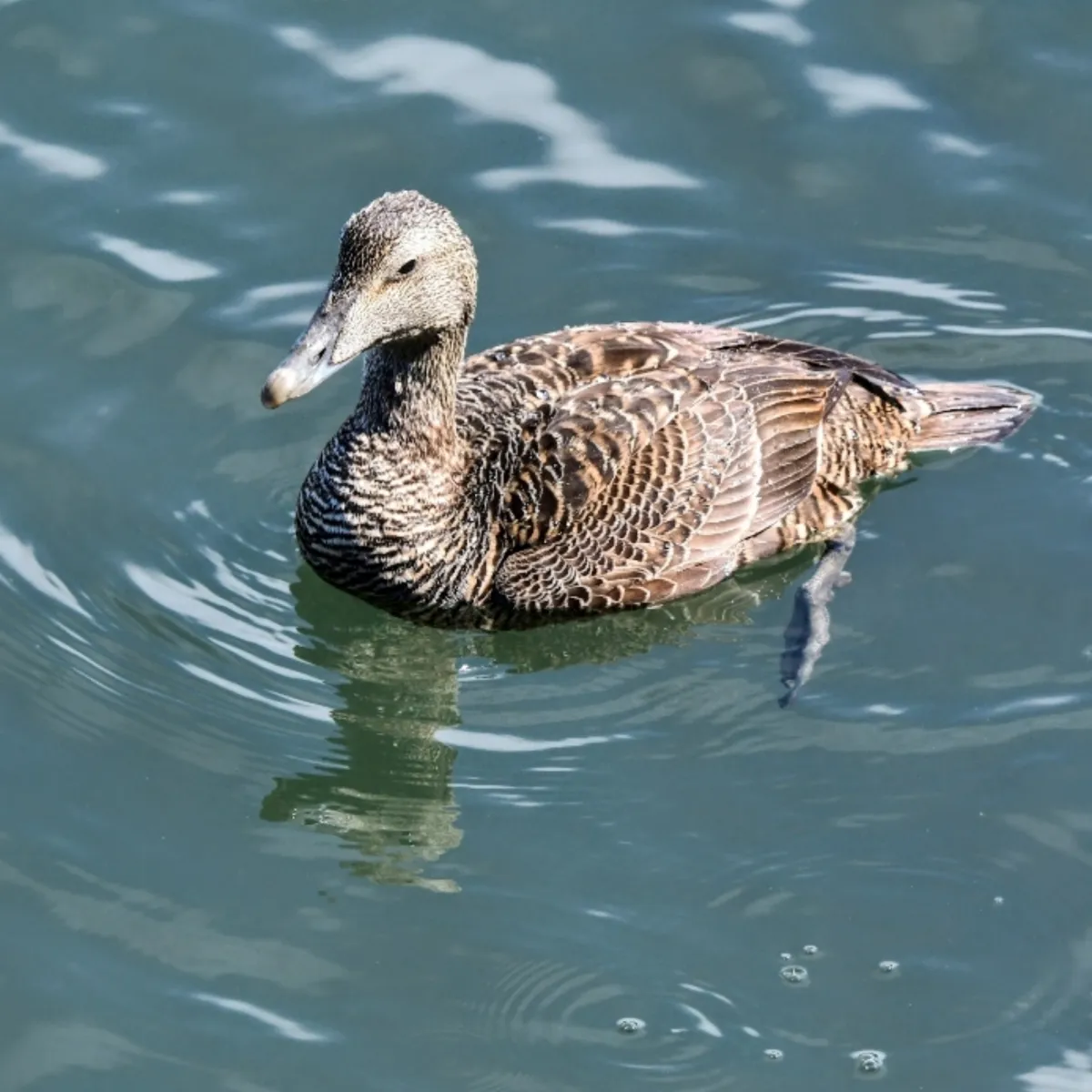 Gespotte Eider