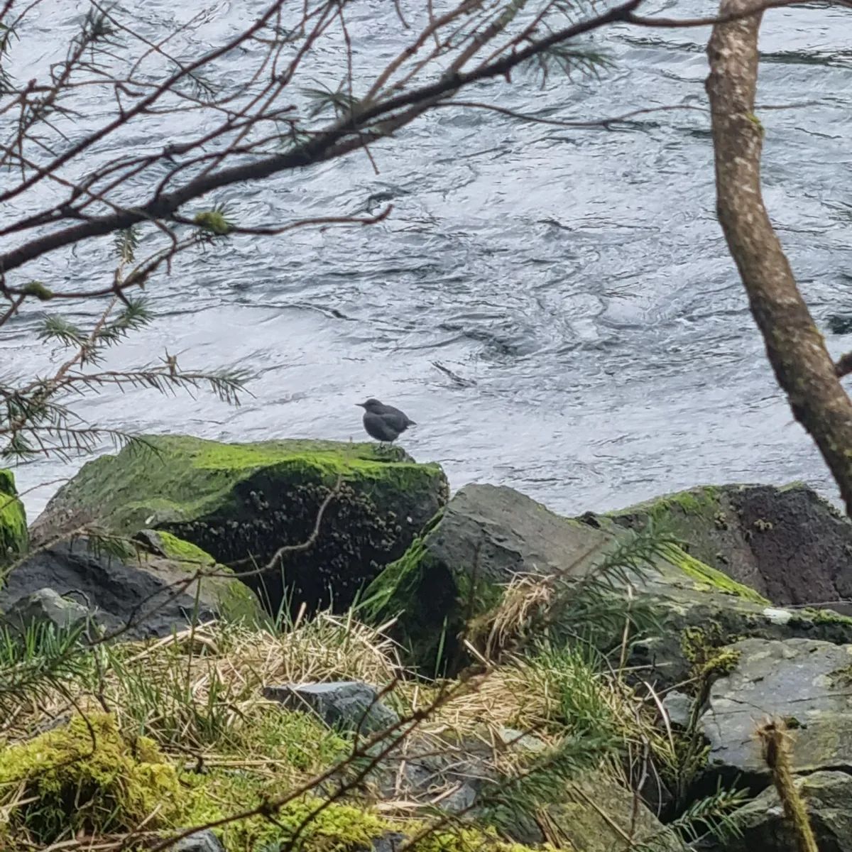 Spotted American Dipper