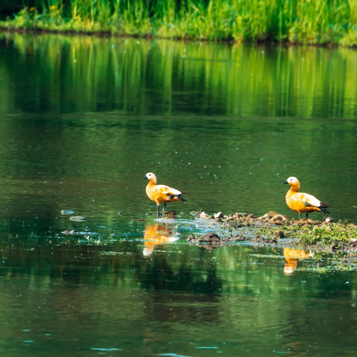 Spotted Ruddy Shelduck