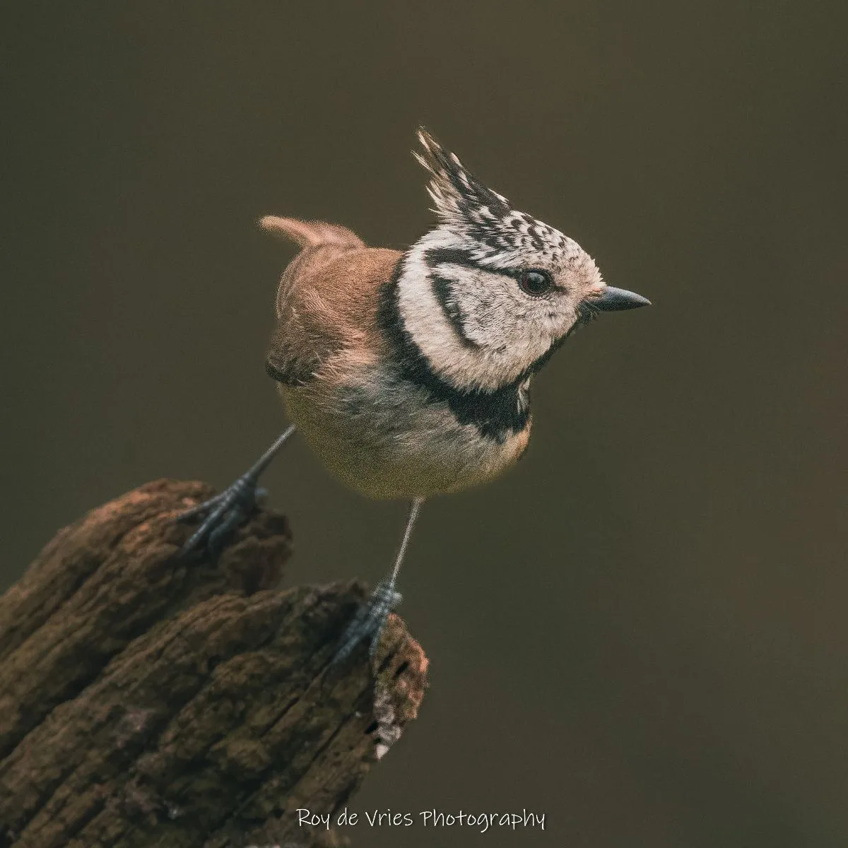 Spotted Crested Tit