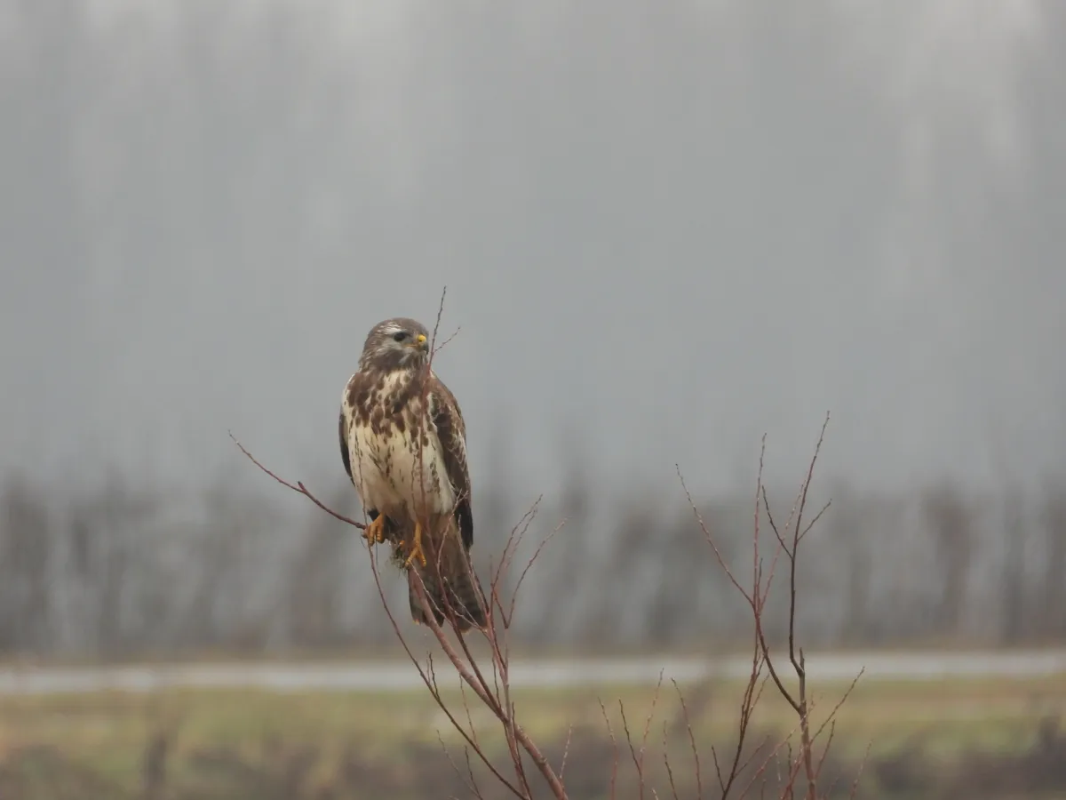 Gespotte Buizerd