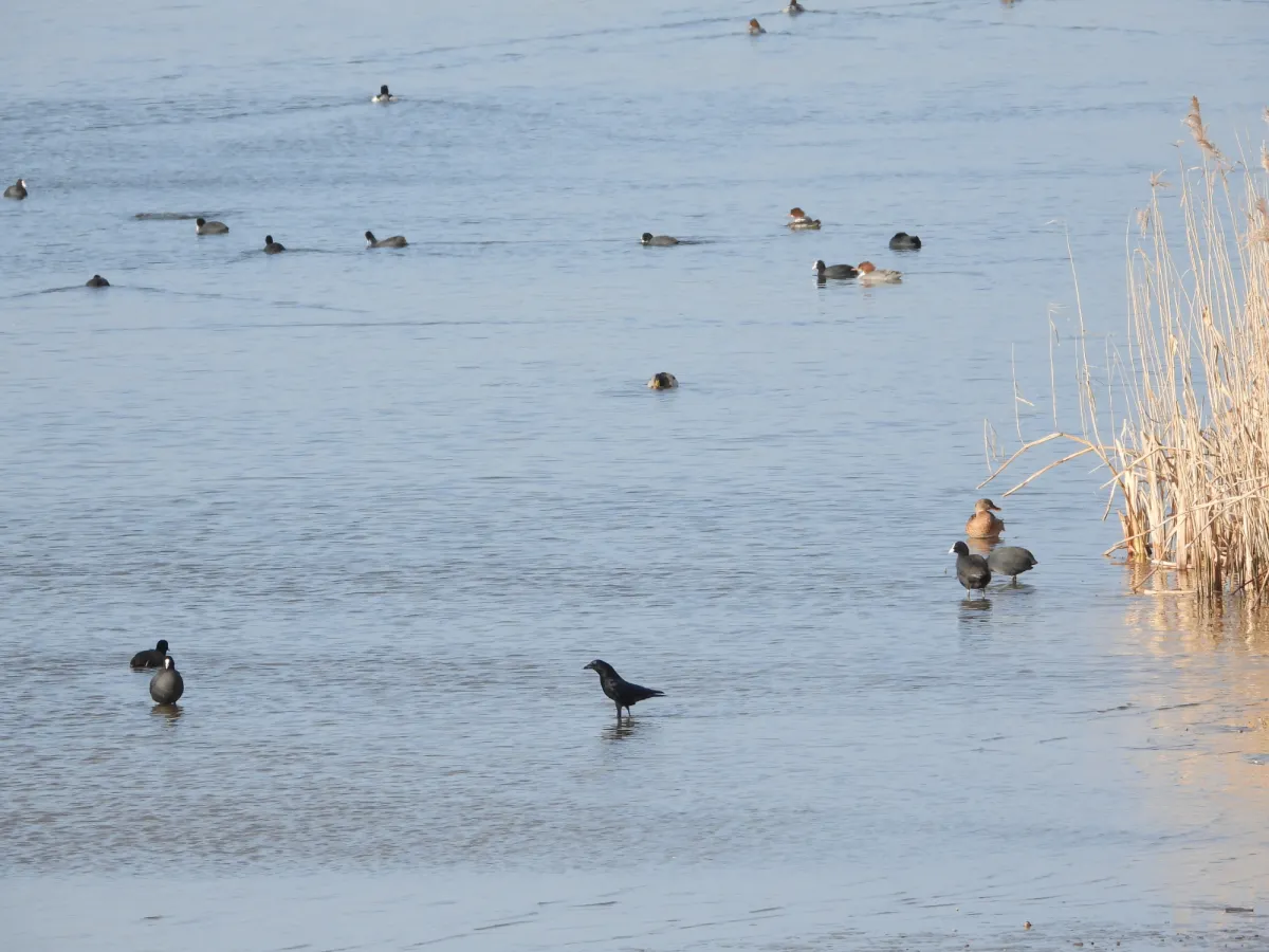 Gespotte Zwarte kraai