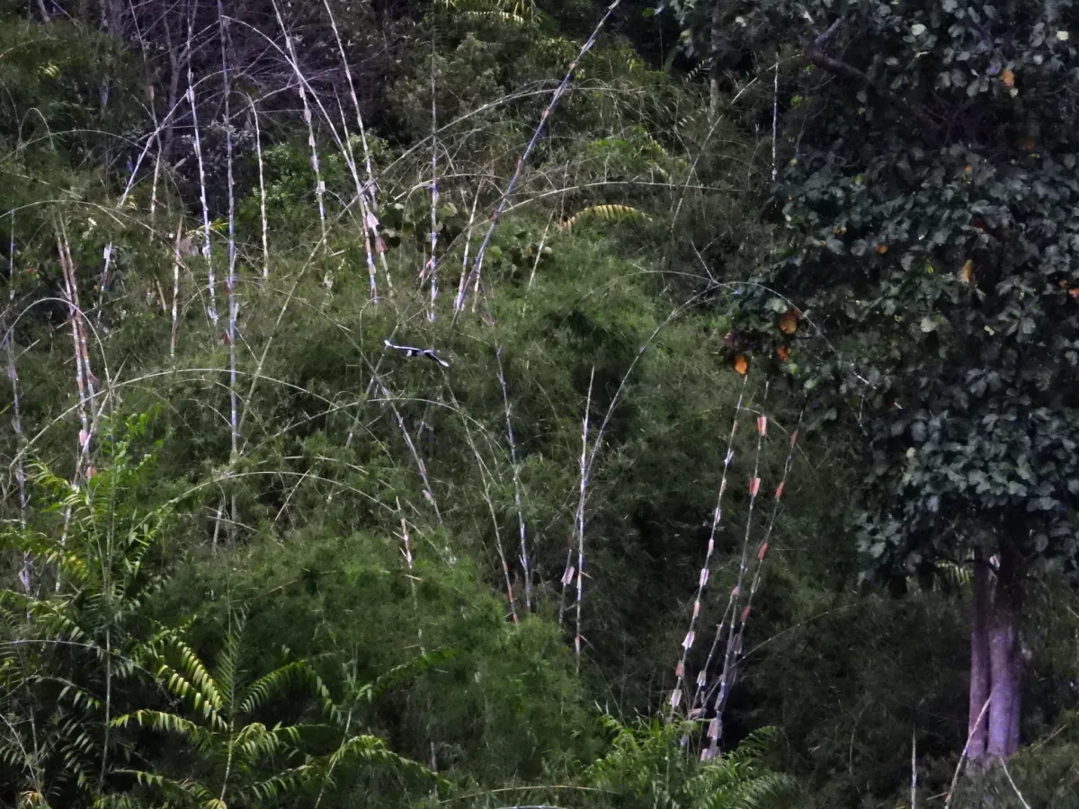 Gespotte Indische neushoornvogel