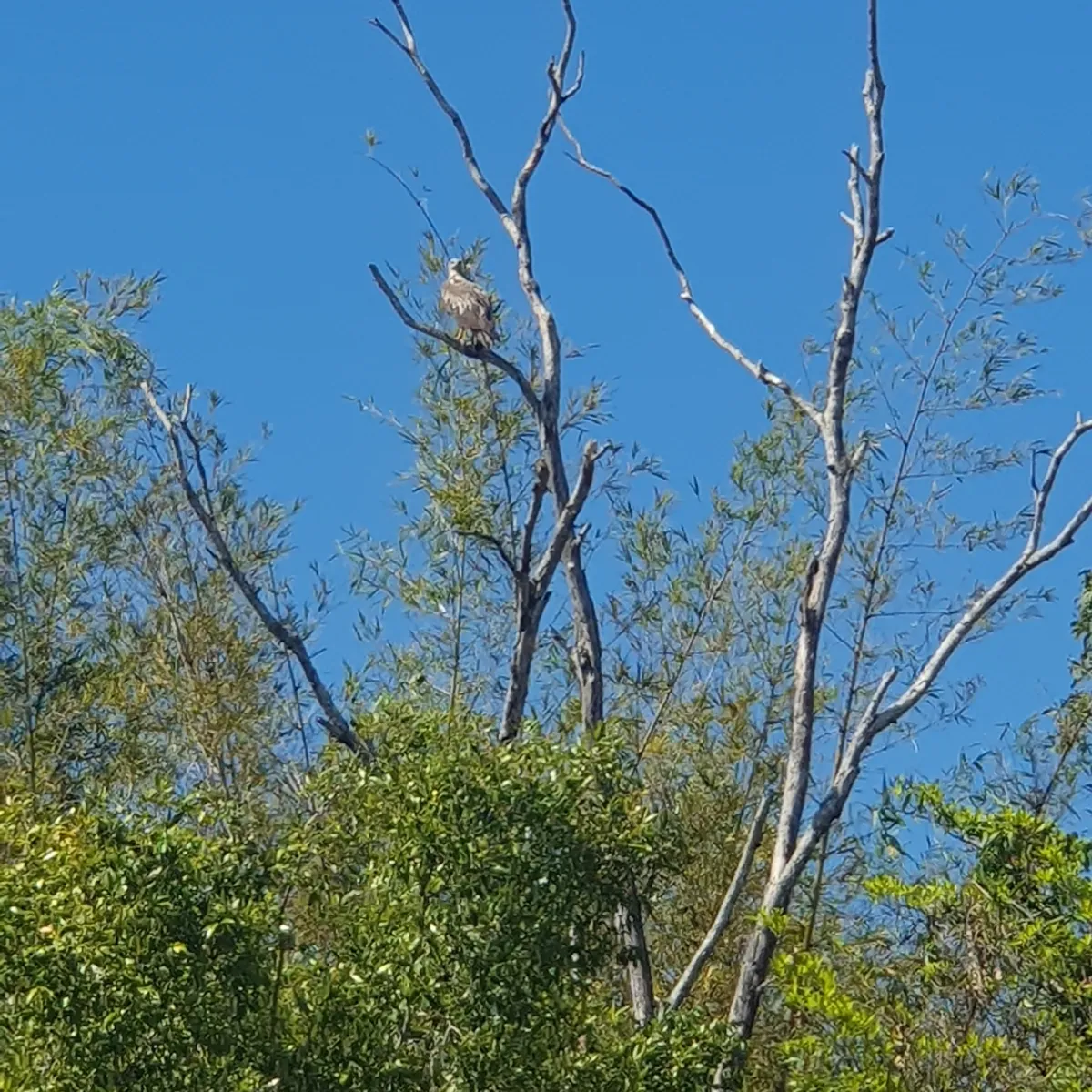 Gespotte Witbuikzeearend