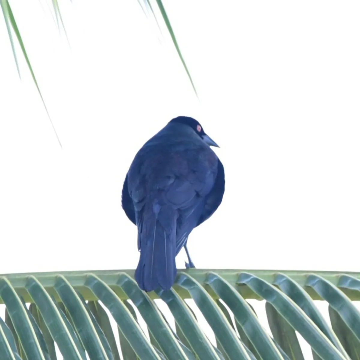 Spotted Giant Cowbird