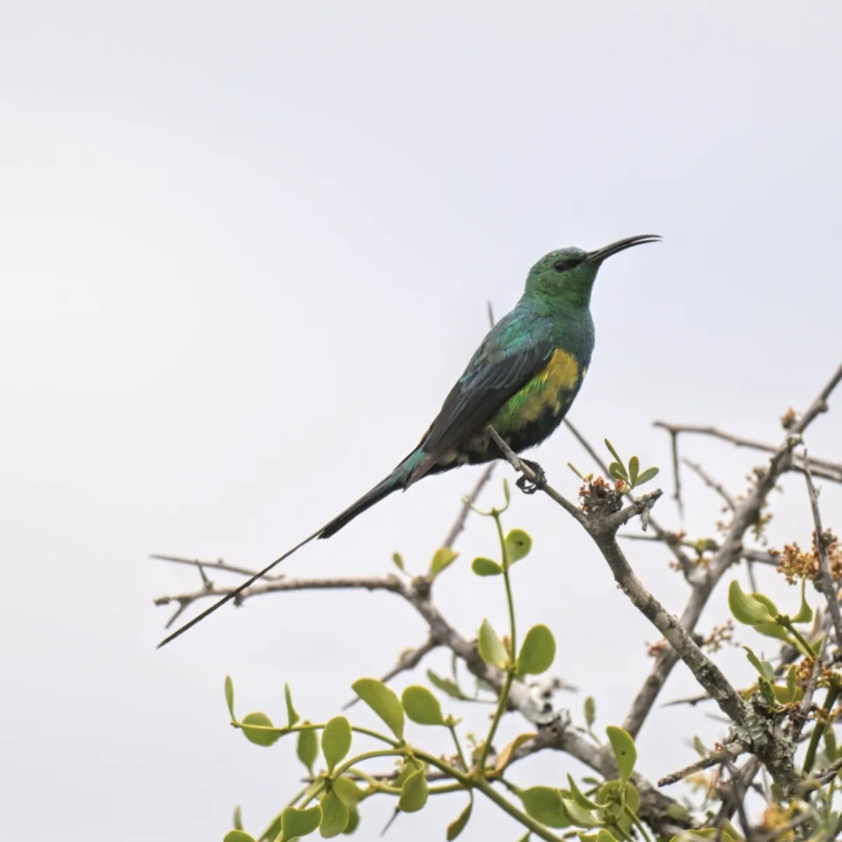 Spotted Malachite Sunbird