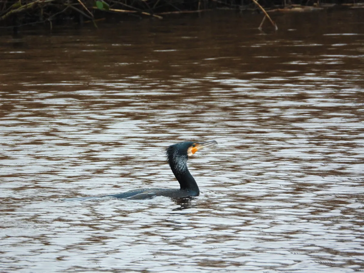 Gespotte Aalscholver