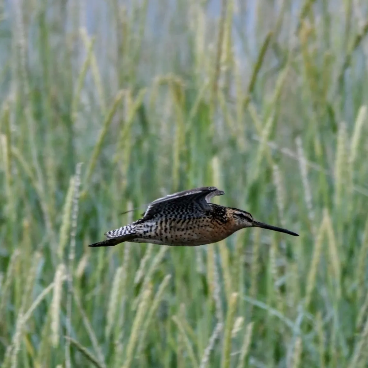 Gespotte Kleine grijze snip
