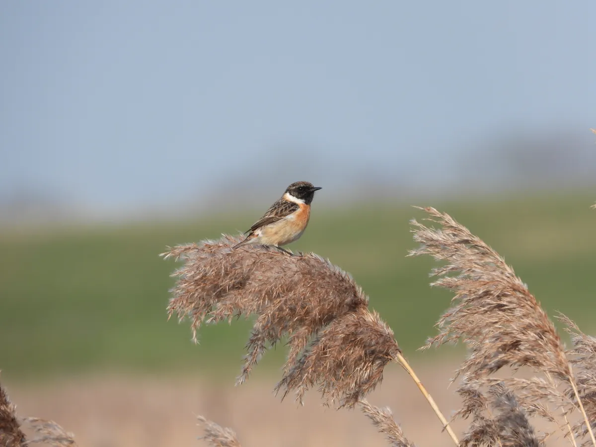 Gespotte Roodborsttapuit