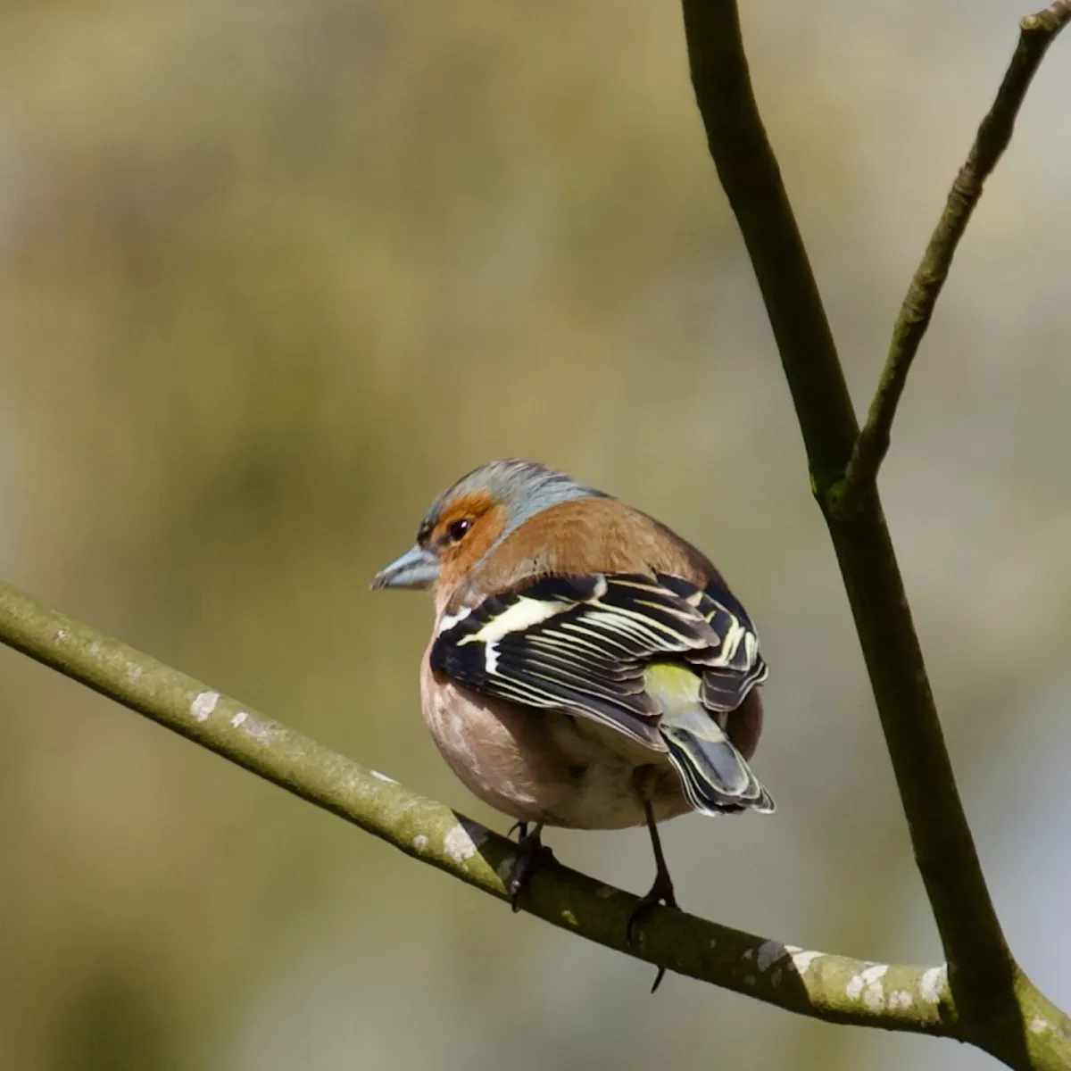 Spotted Common Chaffinch