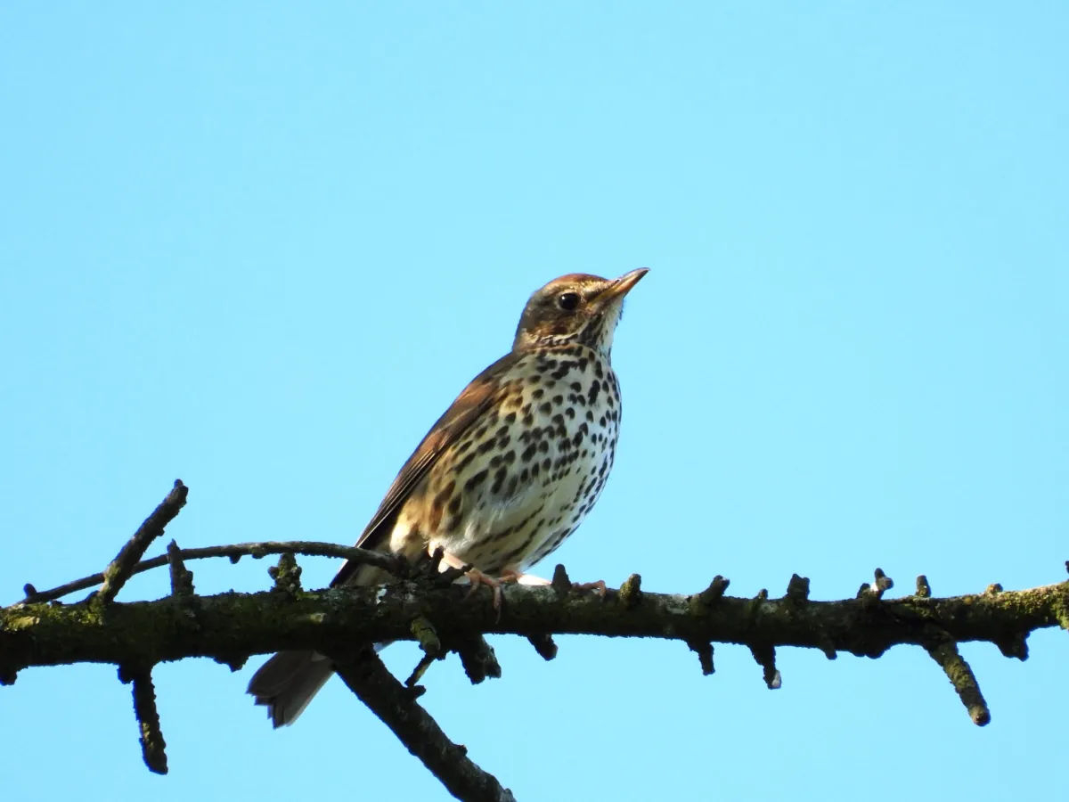 Spotted Song Thrush