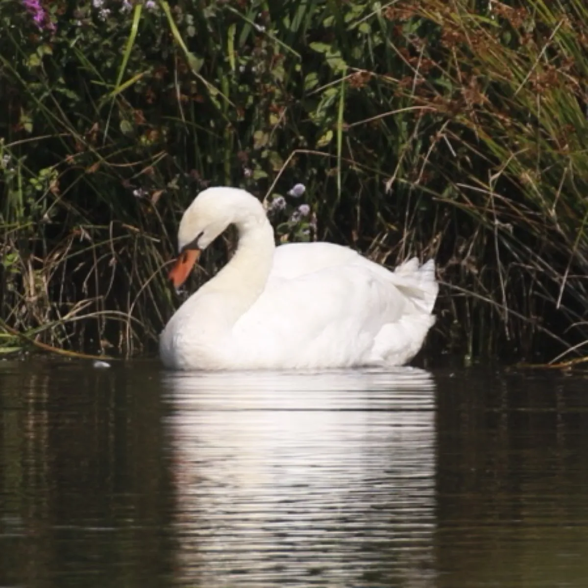 Spotted Mute Swan