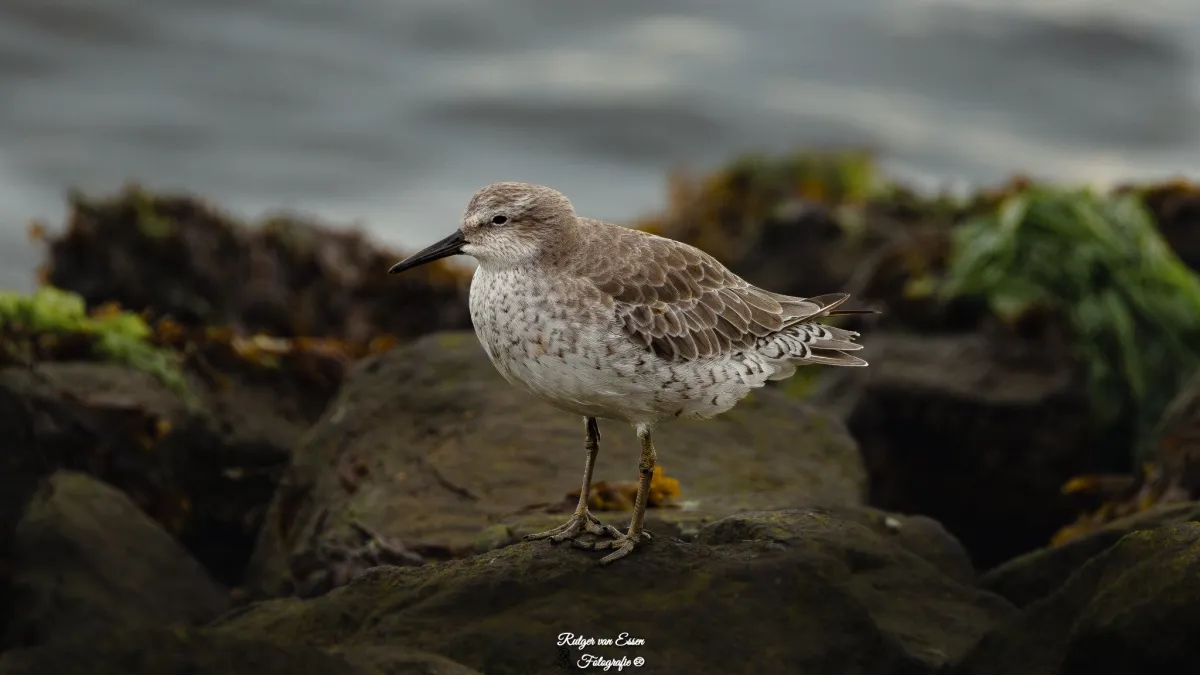 Spotted Red Knot