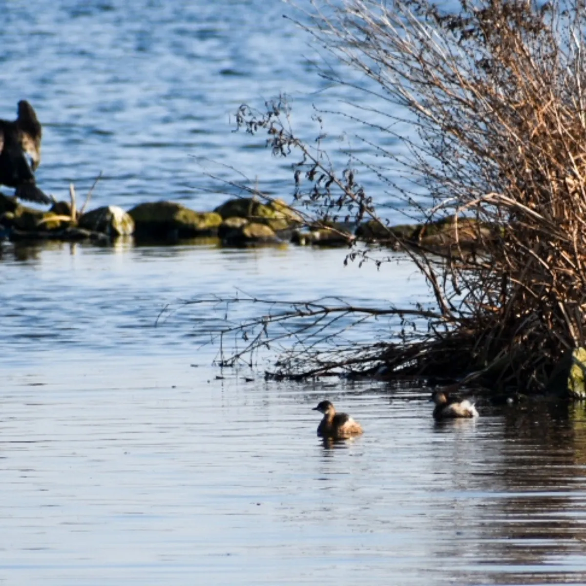 Spotted Little Grebe