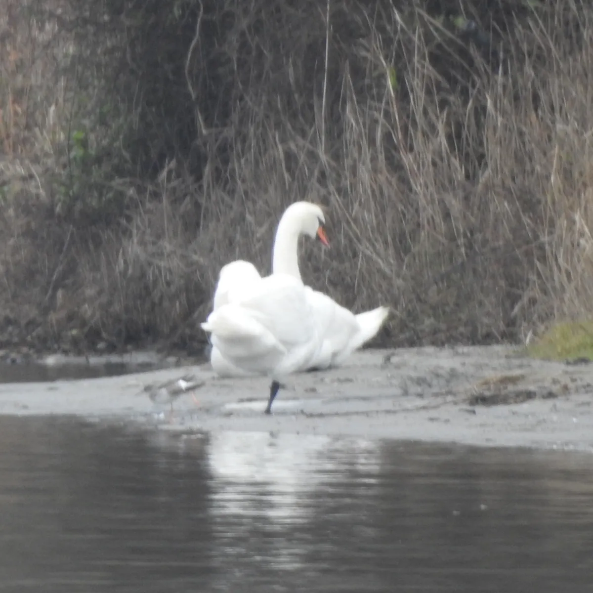 Spotted Mute Swan