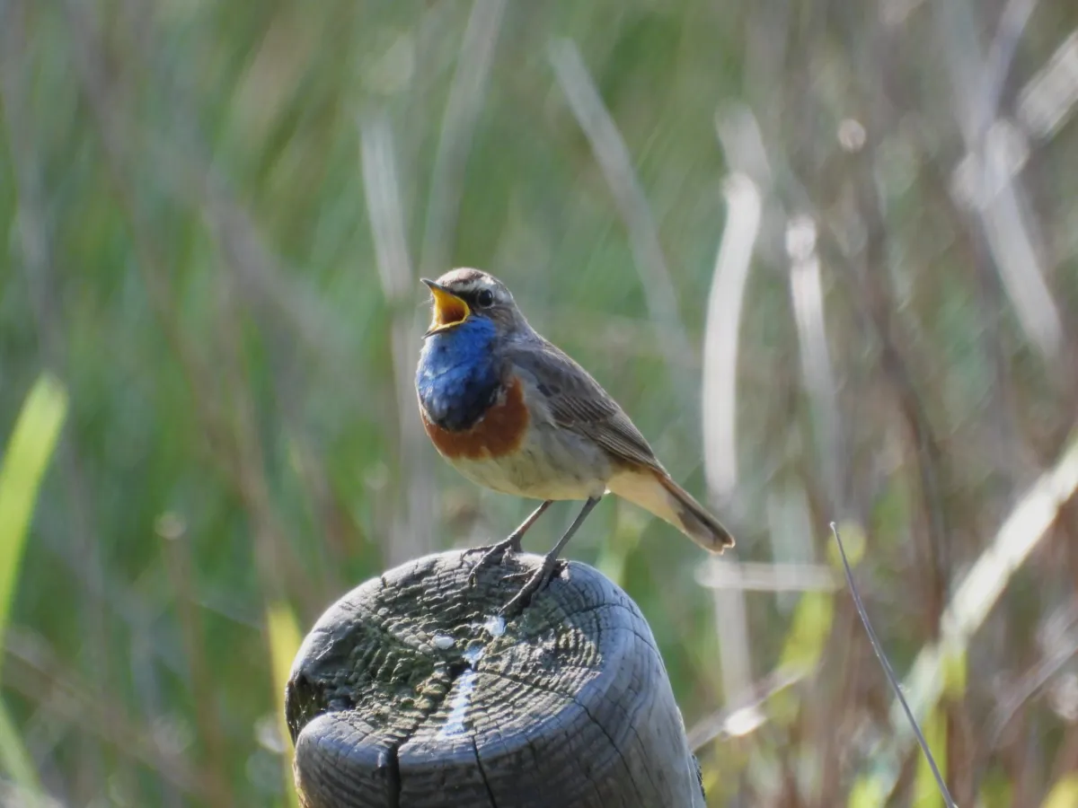 Waargenomen Blauwborst