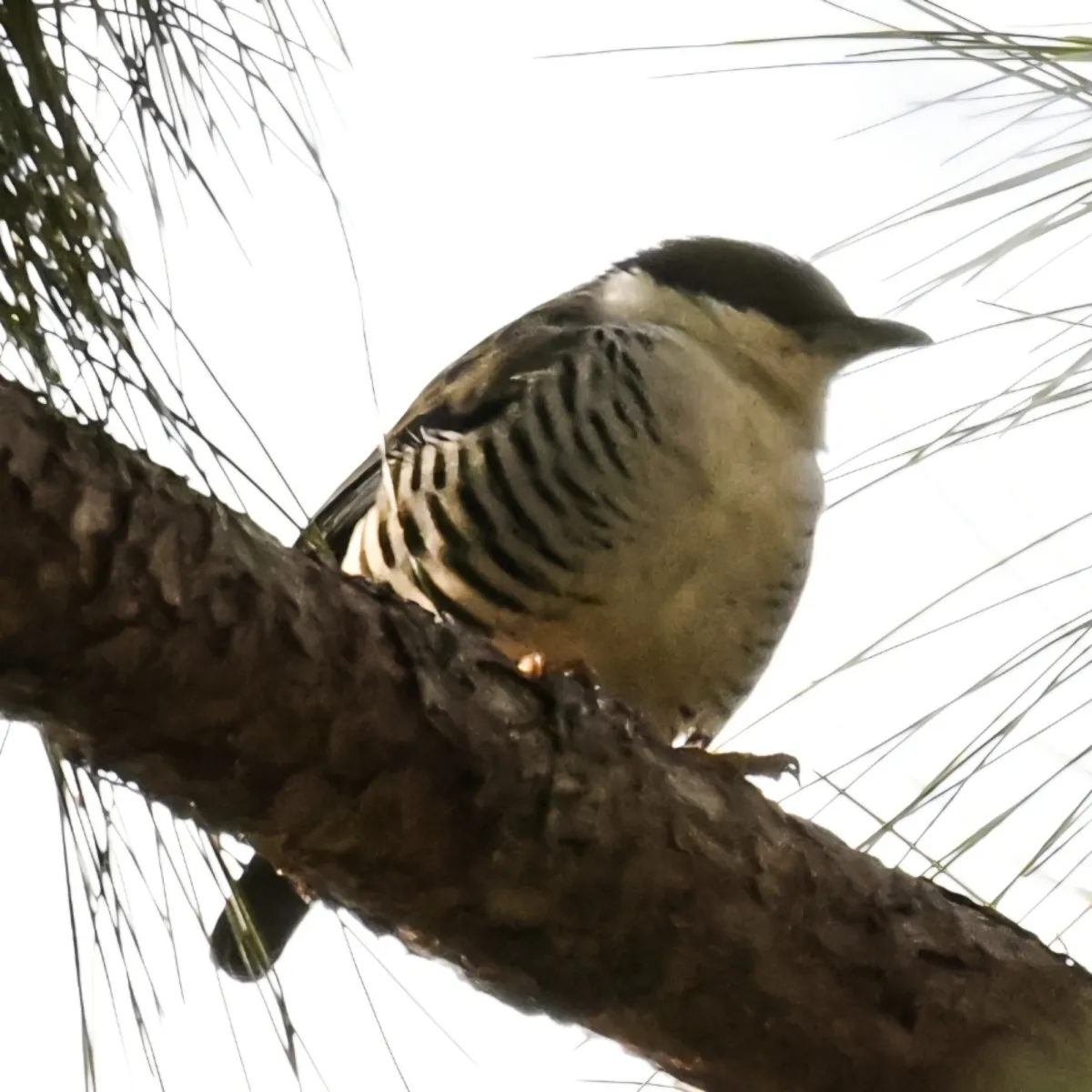 Gespotte Himalayacutia