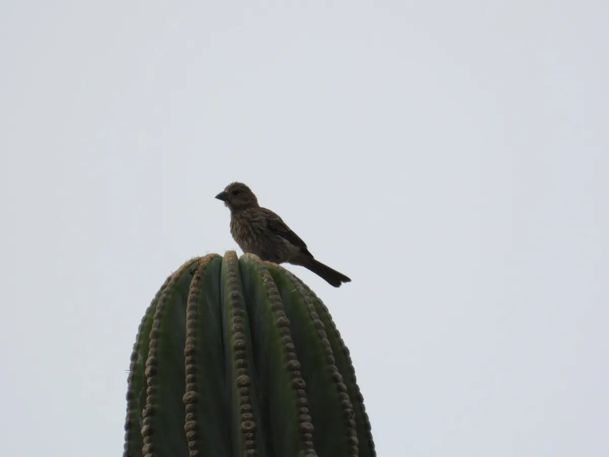 Spotted House Finch