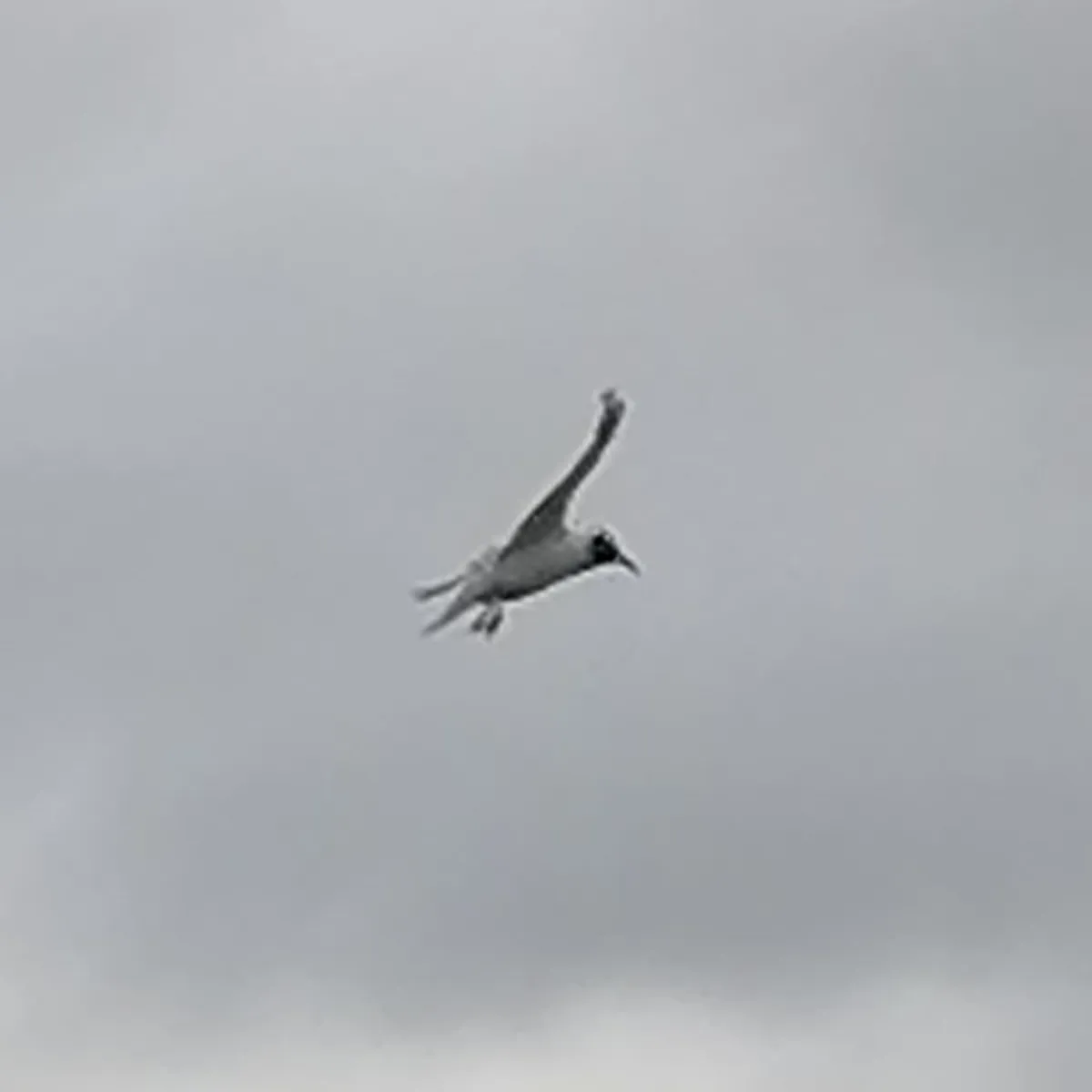 Gespotte Zwartkopmeeuw