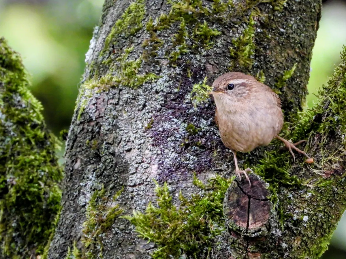 Gespotte Winterkoning