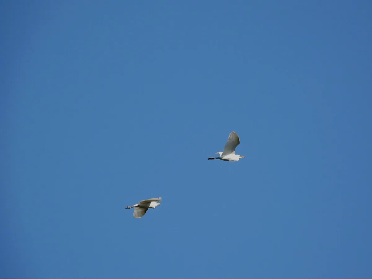 Waargenomen Westelijke koereiger