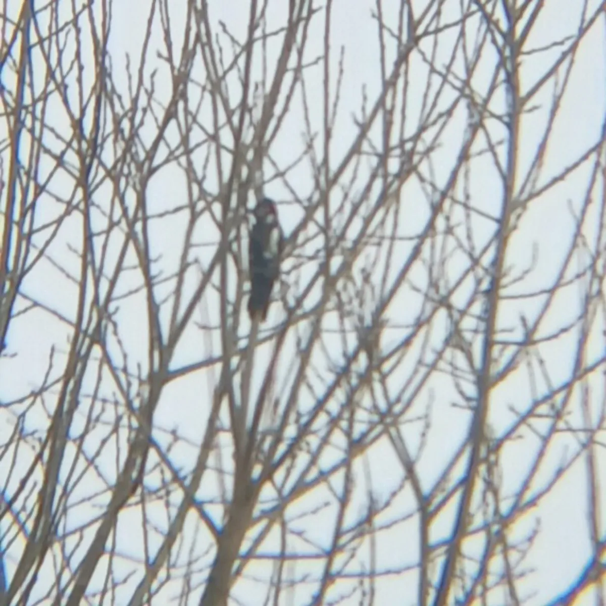 Gespotte Grote bonte specht