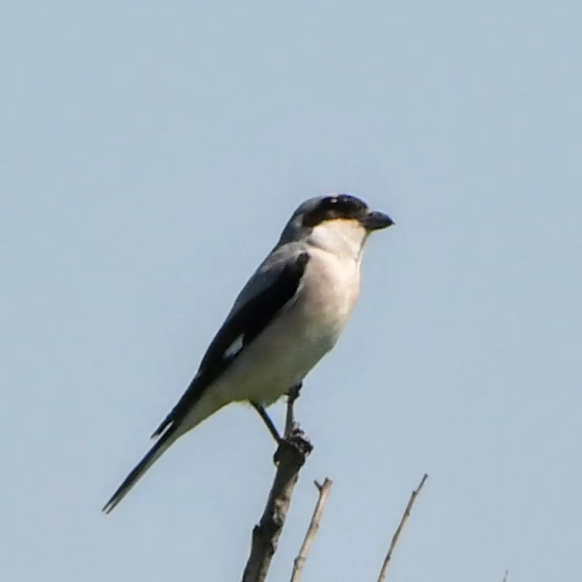 Spotted Lesser Gray Shrike