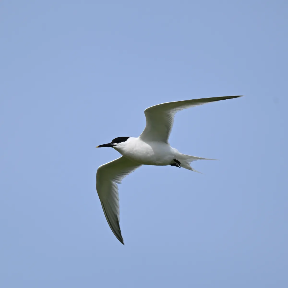 Spotted Sandwich Tern